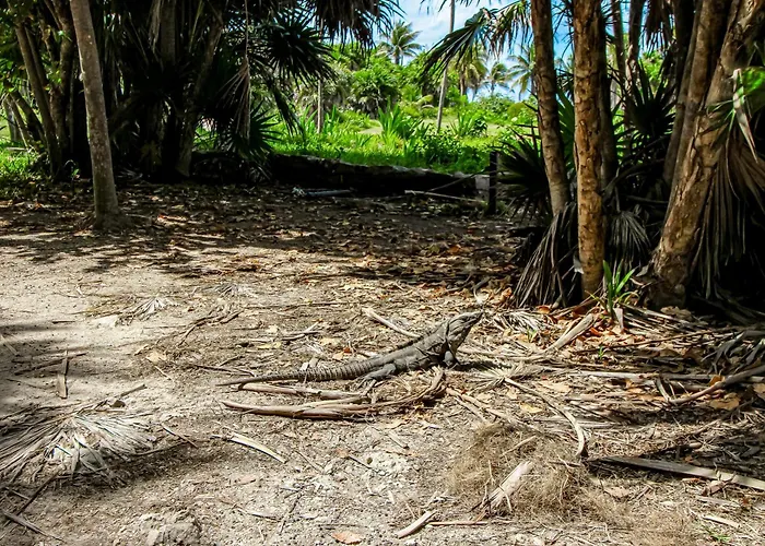 The Hibiscus House Tulum